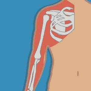 muscles image